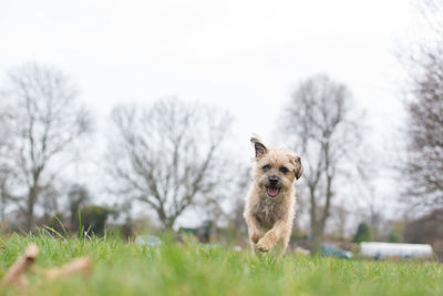 Portrait of dog running on grass