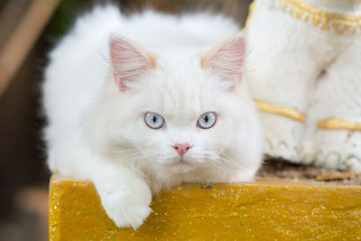 Close-up portrait of white kitten