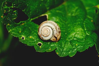 Close-up of snail on leaves