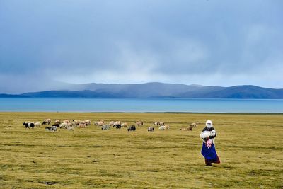 Woman carrying sheep on field with cattle and lake in background