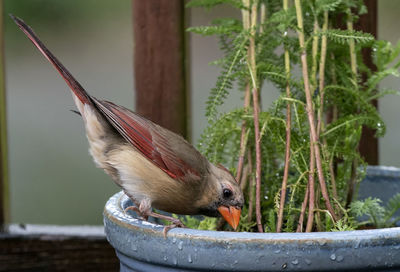 Close-up of bird perching on wooden railing