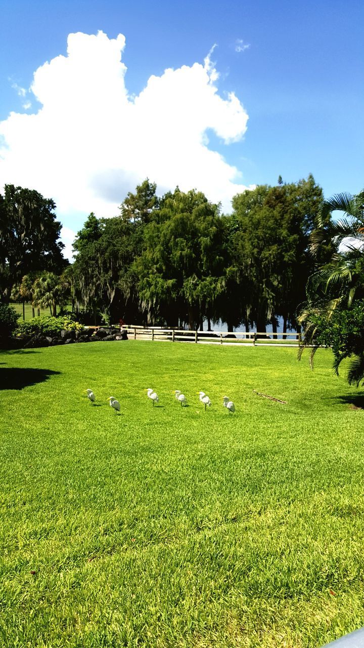 SCENIC VIEW OF GREEN FIELD AGAINST SKY