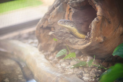 Close-up of lizard on land