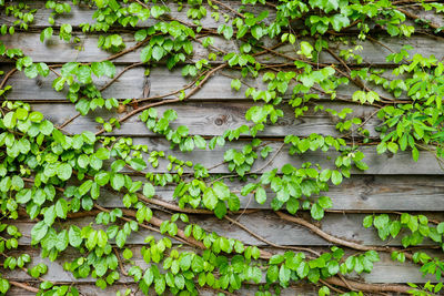 Full frame shot of ivy growing on wood