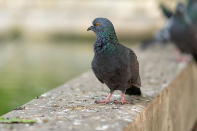 Close-up of pigeon perching on retaining wall