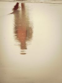 Reflection of ducks in water