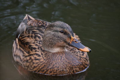 Close-up of duck swimming in lake