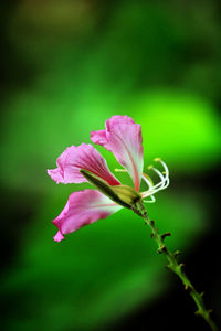 Close-up of pink rose