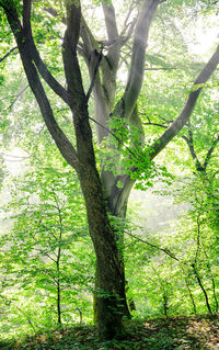 Trees in forest