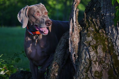 Close-up of weimaraner looking away while standing by tree trunk at public park