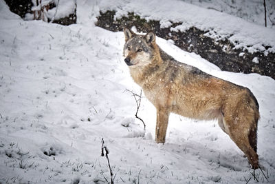 View of dog on snow covered land