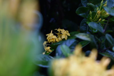 Close-up of yellow flowers