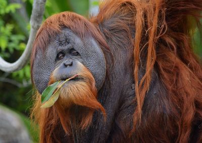 Close-up of an orangutan chewing on a leaf