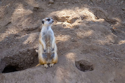 Squirrel standing on rock