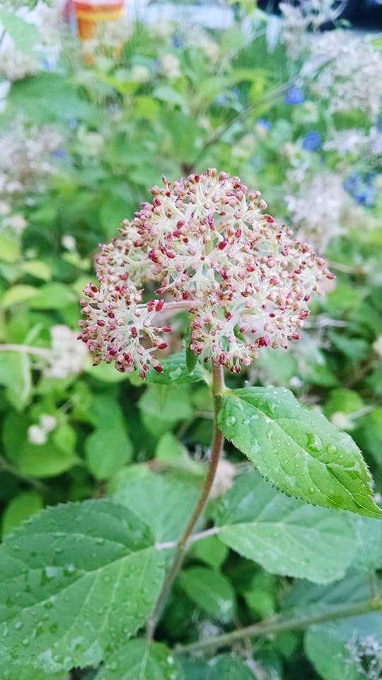 CLOSE-UP OF FLOWERS ON PLANT