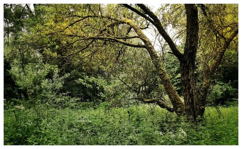 View of trees in forest