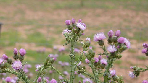 Close-up of pink flowering plants on field