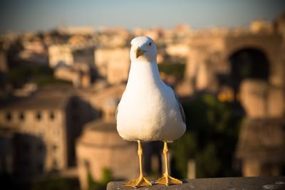 Close-up of seagull perching outdoors