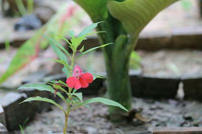 Close-up of flowering plant