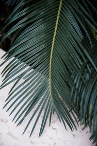 Close-up of palm tree