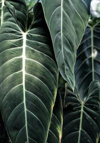 Green colored leaves 