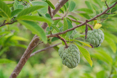 Close-up of fruit growing on tree