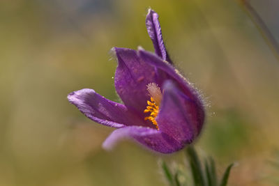 Close-up of purple crocus flower