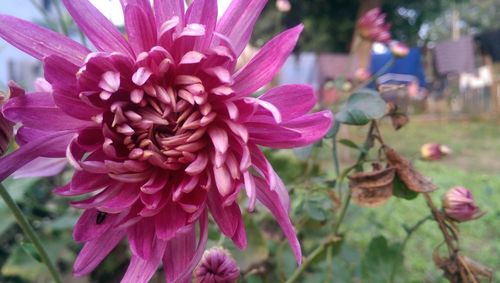 Close-up of pink flower