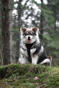 Portrait of a young puppy finnish lapphund dog sitting in the forest or woods 