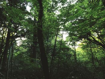 Low angle view of trees in forest