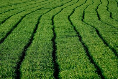 Scenic view of green landscape