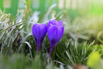 Close-up of purple crocus flowers on land