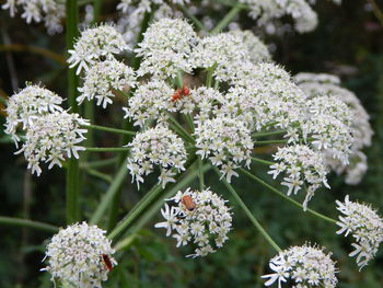 Close-up of white flowering plants