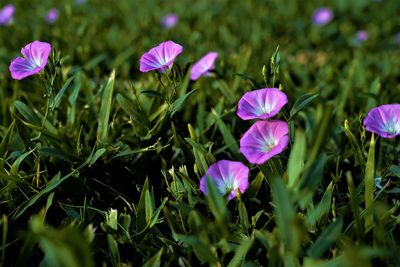 Close-up of pink flowering plants on field