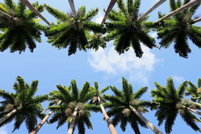 Low angle view of palm trees against blue sky