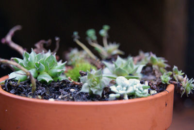 Close-up of potted plant