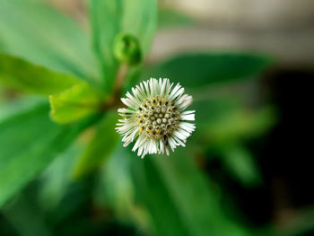 Close-up of white flowering plant
