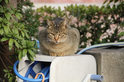 Portrait of cat sitting outdoors