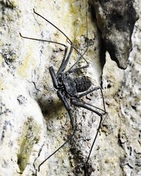 Close-up of insect