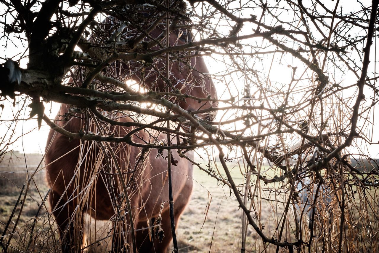 Horse through bush