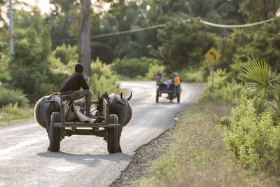 Man sitting on bull cart over road