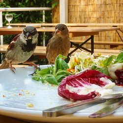 Close-up of bird in plate on table