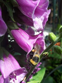 Close-up of honey bee on pink flower