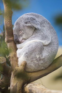 Close-up of koala bear sleeping on tree