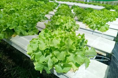 High angle view of chopped plants