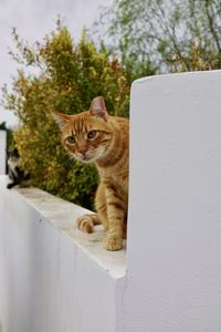 Portrait of a cat looking away against wall