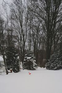 Bare trees on snow covered landscape