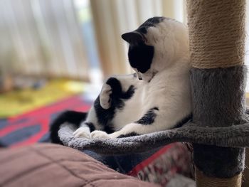 Close-up of a cat sleeping at home