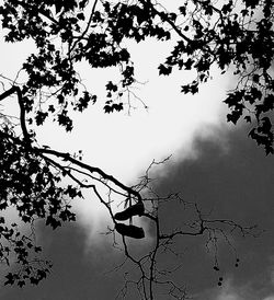 Low angle view of tree branches against sky