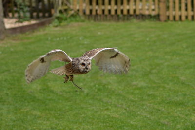 Owl flying in mid-air in back yard